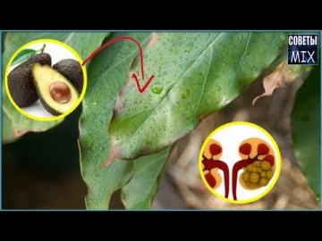 Всего 2 чашки этого чая очистят кровь, укрепят сосуды и восстановят работу почек. Рецепт здоровья