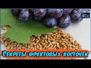 Узнайте почему плодовые косточки иногда полезнее, чем сами фрукты. Познавательные советы для здоровья