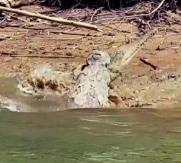 Крокодил-гигант ест другого крокодила: видео