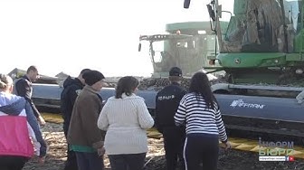 Харьковские фермеры жалуются на рейдеров, внаглую отбирающих выращенный урожай