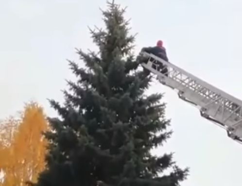 В Тамбове спасатели сняли с верхушки ели иностранного студента — видео
