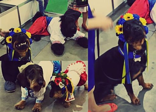 Государство не обязано вас кормить – Портников обозвал украинцев домашними собаками