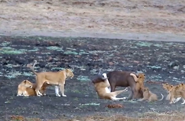 Десять львят против одного телёнка: видео