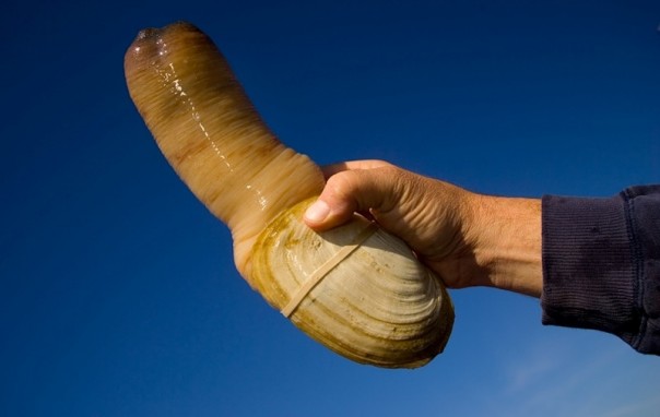 GeoDuck