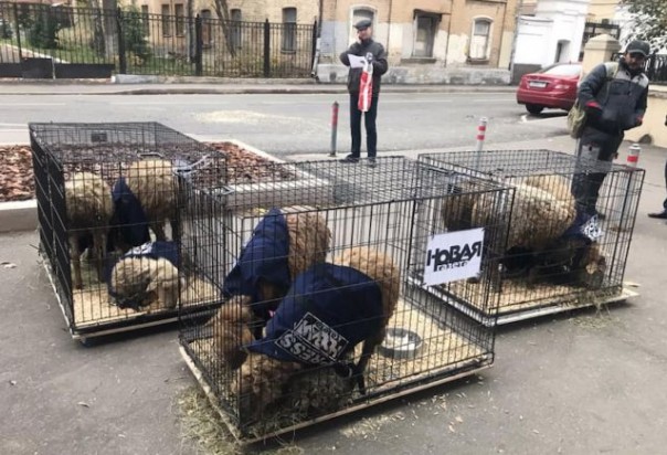 У здания "Новой газеты" оставили три клетки с овцами в жилетках "пресса"