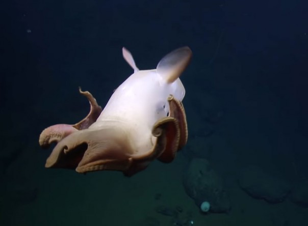 Глубоководный гримпотевтис попал на видео