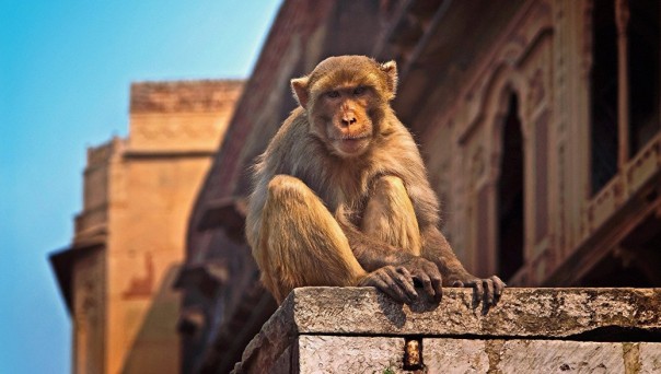 Хитрая обезьяна стащила у заклинателя змей кобру