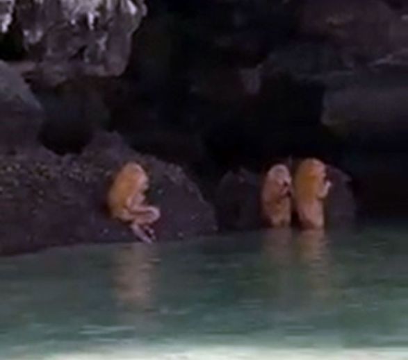 В Таиланде туристы сняли на видео существ, похожих на эвоков из "Звёздных войн"