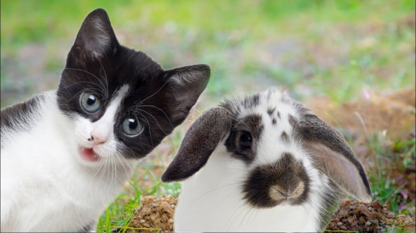 Операция "Ы": героический кролик спасает молодого котенка из заточения