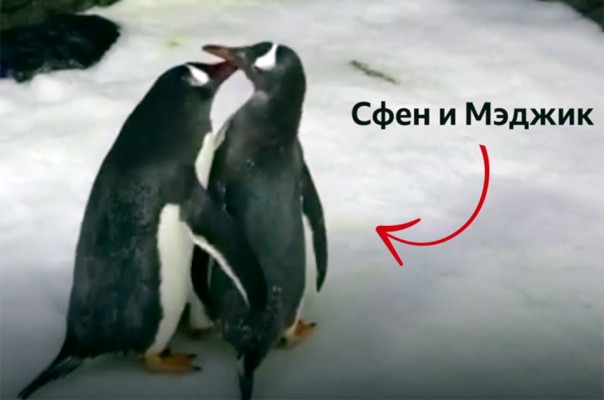 Мягкая сила однополой любви