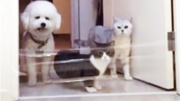 Видео реакции котов и собаки на преграду рассмешило пользователей Сети