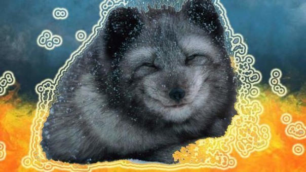 Писцовые хроники Военного Положения (30.11.2018)