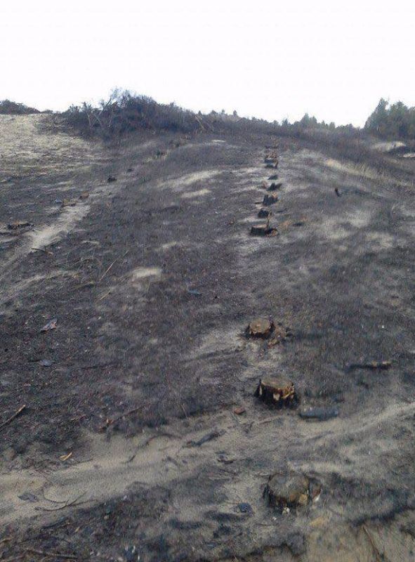 Незаконные вырубки леса возвращают в Херсон пустыню