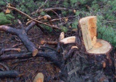 Незаконные вырубки леса возвращают в Херсон пустыню