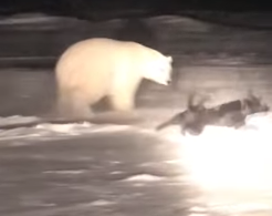 Собака и белый медведь играют в догонялки