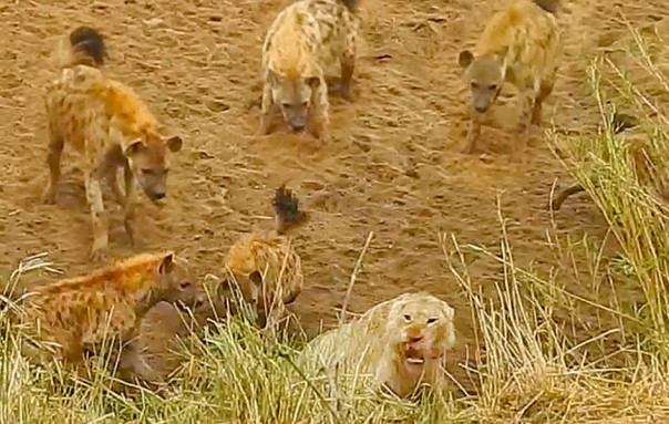 Лев отбивается от стаи гиен и зовет на помощь: видео
