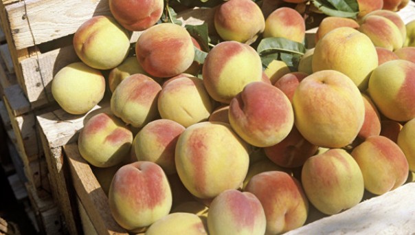 На Кубани запустили фруктохранилище стоимостью 600 миллионов рублей