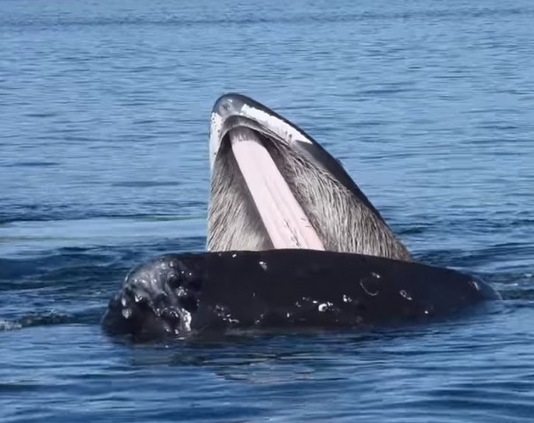 Просто открой рот: киты осваивают новый способ охоты