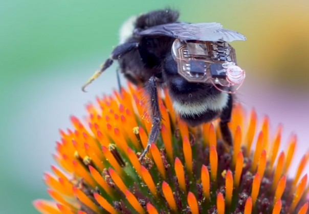 Зачем ученые надели на шмелей рюкзачки