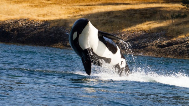 Совместное купание женщины и трех косаток: захватывающее видео