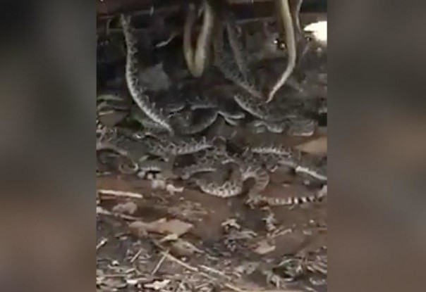 Фермер поднял краном сарай, под который уползла змея, но очень и очень зря...