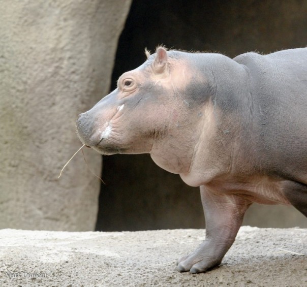 Фиона: самый очаровательный бегемот на планете