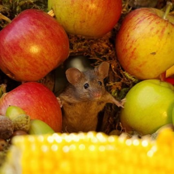 Мышиная деревня в саду у доброго человека