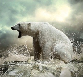 Белая медведица штурмует контейнер с оператором: видео