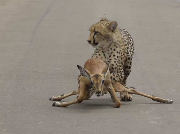 Самые зрелищные кадры из жизни дикой саванны: видео