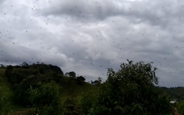 В Бразилии семья оказалась под «паучьим куполом»