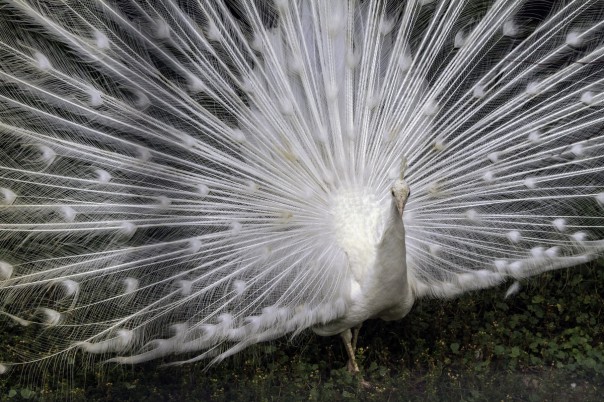 Можно бесконечно наблюдать за тем, как белый павлин распускает свой хвост