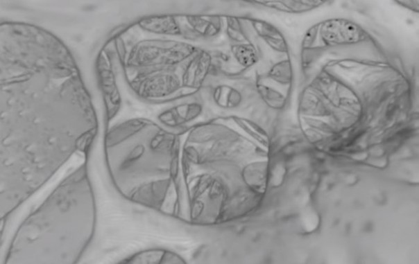 Ученые нашли в костях человека новый тип кровеносных сосудов