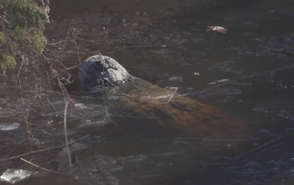 У крокодилов шатдаун до потепления: В США аллигаторы вмерзли в лед