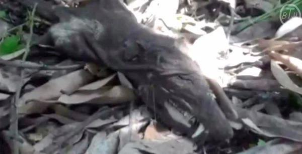 Найденное в Колумбии существо озадачило ученых