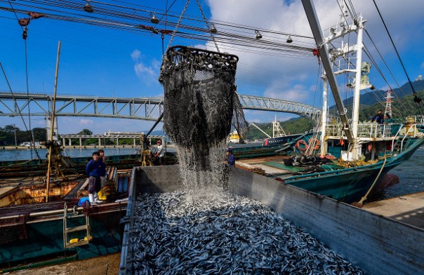 Сахалинские рыбопромышленники пожаловались на японских моряков