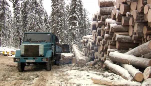 Санитары леса. Специальный репортаж Александра Лукьянова