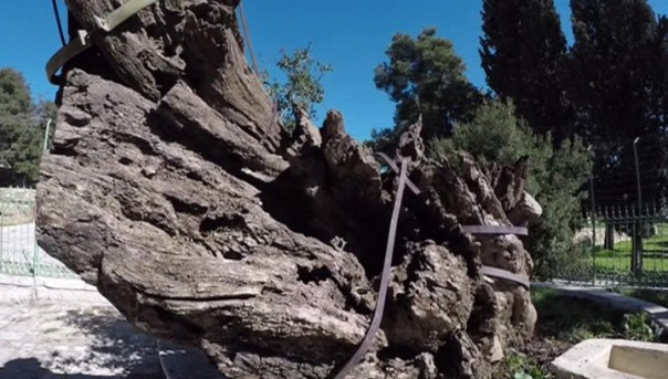 Вестник Апокалипсиса? Легендарный Мамврийский дуб рухнул в Палестине