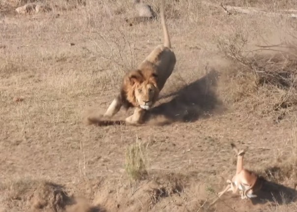 Как лев сорвал львице удачную охоту: видео