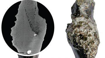 Древняя черепаха развенчала миф о связи рака и технического прогресса
