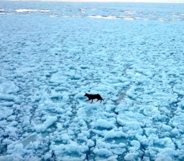 Койот пересекает огромное озеро по льду: видео