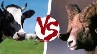 "Рогатая" дуэль