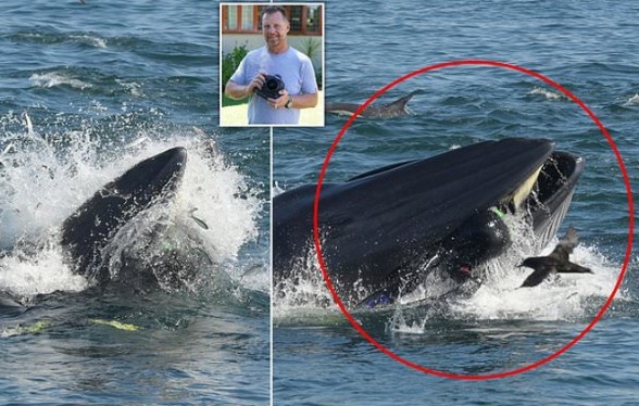 Кит проглотил дайвера у побережья Южной Африки