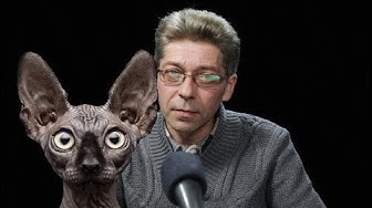 Кот Костян против / Sотник