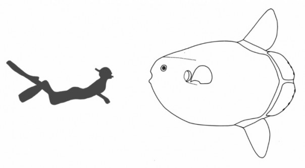 самая большая солнечная рыба. Смотреть фото самая большая солнечная рыба. Смотреть картинку самая большая солнечная рыба. Картинка про самая большая солнечная рыба. Фото самая большая солнечная рыба самая большая солнечная рыба. Смотреть фото самая большая солнечная рыба. Смотреть картинку самая большая солнечная рыба. Картинка про самая большая солнечная рыба. Фото самая большая солнечная рыба