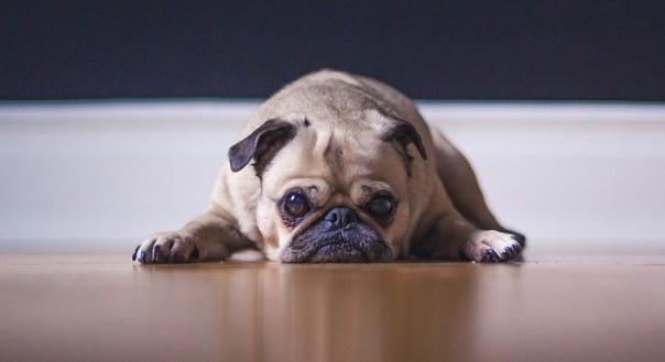 В Германии у пенсионеров за долги отняли мопса