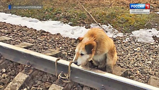 Машиниста, спасшего привязанного к рельсам пса, наградят