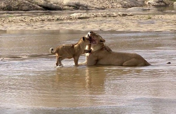 Семейство львов наслаждается купанием: редкое видео