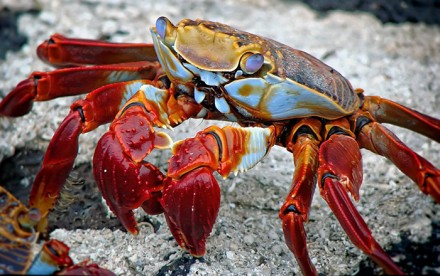 Из панцирей крабов получили трехмерные структуры для замены поврежденных тканей организма