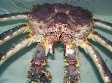 Российский краб попадет под санкции