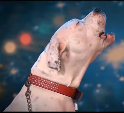 Собака, исполняющая хит Уитни Хьюстон – «I Will Always Love You»